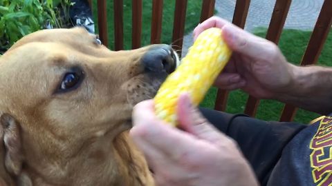 Dog Loves His Corn On The Cob