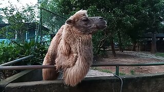 Close up with a Camel 🥰