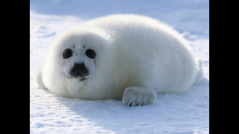 Sad!! Poor little baby seal searches for it's mommy