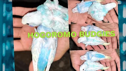 #HOGOROMO#BUDGIES#COCKATIEL#COCKATIELS#HOGOROMO BUDGIES#PARROTS#BIRDS#LOVEBIRDS#AUSTRAILAN PARROTS