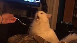 Cat has hilarious reaction after eating ice cream!