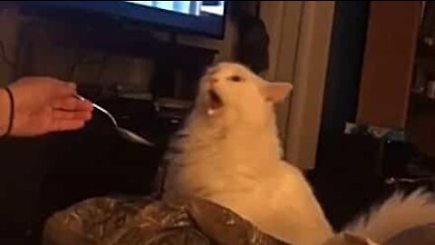 Cat has hilarious reaction after eating ice cream!