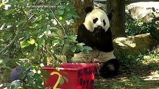 Panda birthdays in Washington D.C