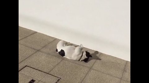 Frenchie invents new way to scratch belly and back