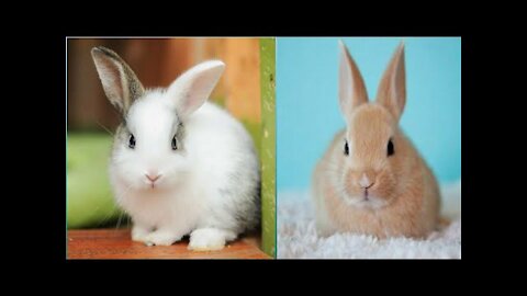 Funny and Cute Baby Bunny Rabbit Videos - Baby Animal Video Compilation (2021)