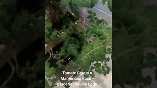 Tomate Cereja e Manjericão Roxo - parceria Cláudia Lago