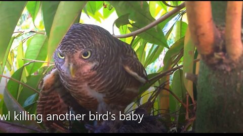 Owl killing another bird's baby