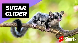 Sugar Glider 🐿 One Of The Cutest And Most Exotic Animals In The World #shorts