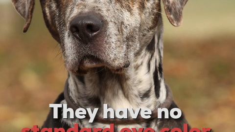 Catahoula Leopard Dog Breed Info