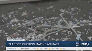 Marine animals being chocked by plastics