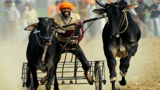 Insane Indian Rural Olympics