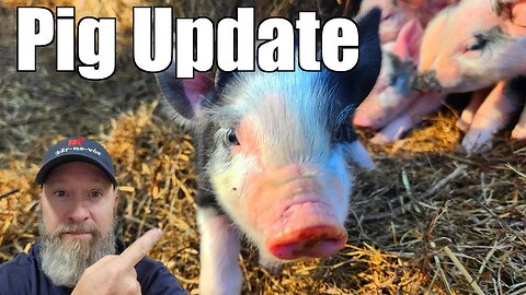 Update on the Pigs and Piglets - 3 @UncleTimsFarm