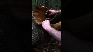 Foraging Bark Basket. How to make a Tulip Poplar Bark Basket. Bushcraft / Primitive Technology