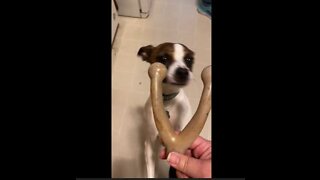 Wishbone for Princess