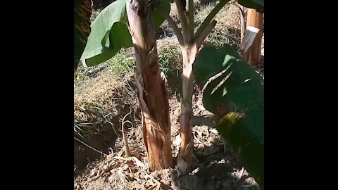 Banana Plantation In Tanzania 🍌🍌