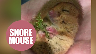 Adorable video shows a tiny dormouse waking up from its winter slumber