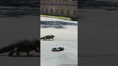 Florida Dinosaur Chills in Bank Parking Lot