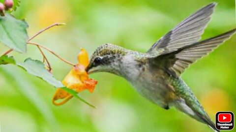 Bird's eating very beautiful moments 🐦