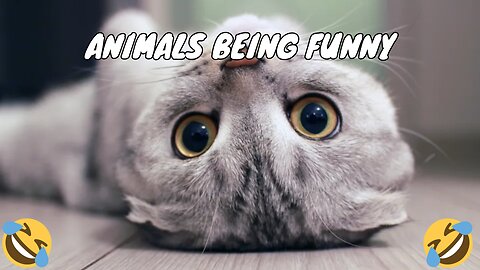 Animals being funny *COMPILATION*