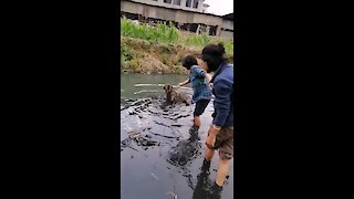 Dog rescued from muddy worm-infested water