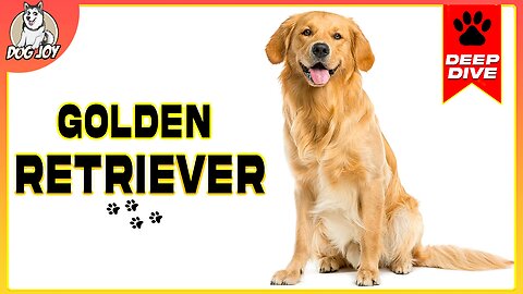 EVERYTHING You Need To Know About the GOLDEN RETRIEVER