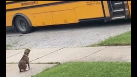 Pet Puppy Waits Patiently For School Bus to Greet Little Boy