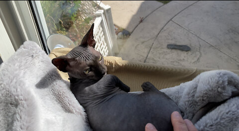 Owner sneaks up on kitten to stop destruction of her bed.