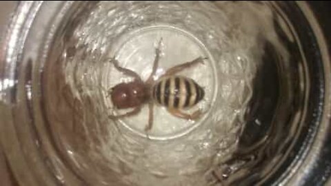 Homem encontra inseto bizarro na sua sala em Oklahoma