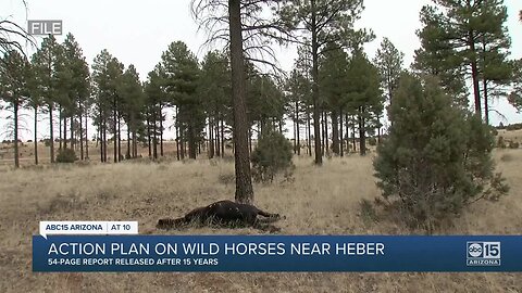 Apache-Sitgreaves National Forests release Heber wild horse management plan