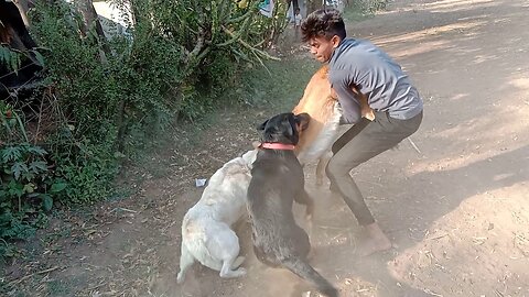 Dog Vs Dog fighting interested video