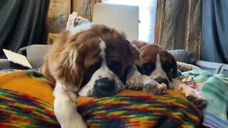 Yawns really are contagious- St. Bernard and Great Dane dog yawns