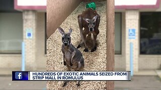 Hundreds of exotic animals seized from strip mall in Romulus