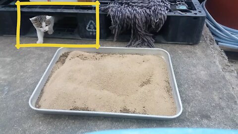 Replacing the Baby Cat Sandbox(60day old cat - part4)