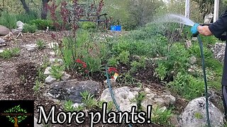 More Herbaceous layer plants for the food forest and pond.