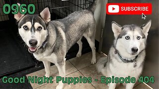 [0960] GOOD NIGHT PUPPIES - EPISODE 404 [#dogs #doggos #doggos #puppies #dogdaycare]