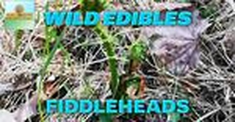 Wild Edibles: Fiddleheads | How & When to Harvest Them | Homesteading for Beginners #8