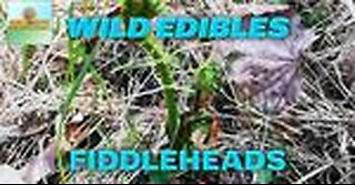 Wild Edibles: Fiddleheads | How & When to Harvest Them | Homesteading for Beginners #8