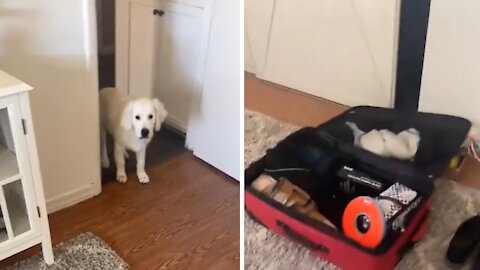 Adorable doggy packs favorite toy in owner's suitcase