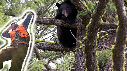 Montana Bear Hunting Adventure! 2 Bears!