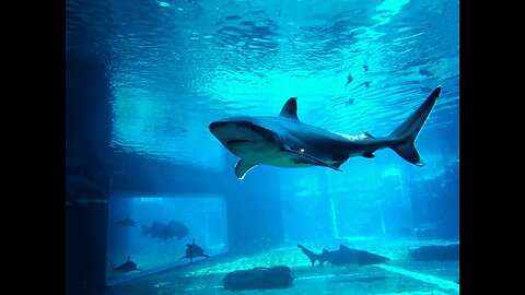 Surfing with sharks