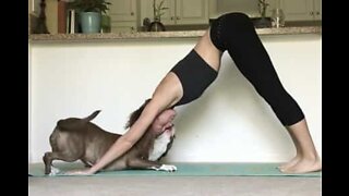 Pit bull puppy doesn't let owner do yoga