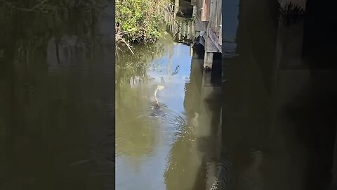 Anhinga with its lunch. #short #shorts