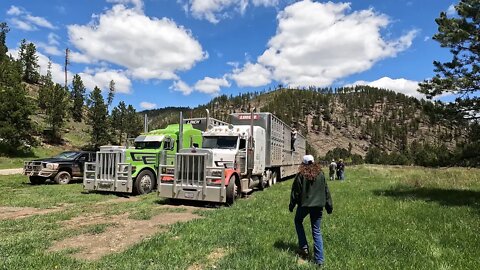 Bringing Cattle to their Black Hills Summer Pasture