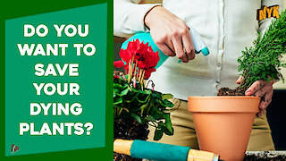 Top 5 Ways In Which You Can Revive Your Dead Plants