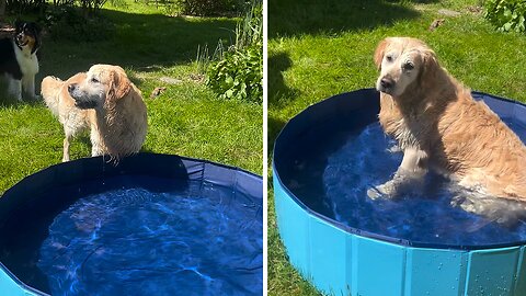 Golden Retriever sings at the grand opening of his pool