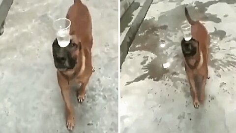 Glass of water balanced on a dog's muzzle.