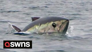 Kayaker paddles three miles out from Cornwall to discover rare bluefin tuna all around him