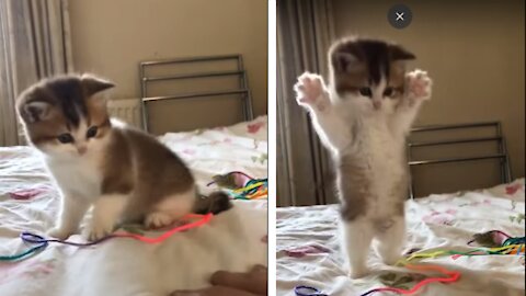 Cute Kitten Baby Cat Funny Cat Videos 😍