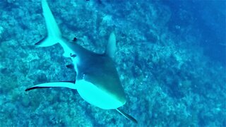 Ten foot shark sticks its nose where it doesn't belong