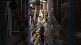 I got cockatiels!!! #kookee #cockatiel